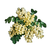 Acacia flower