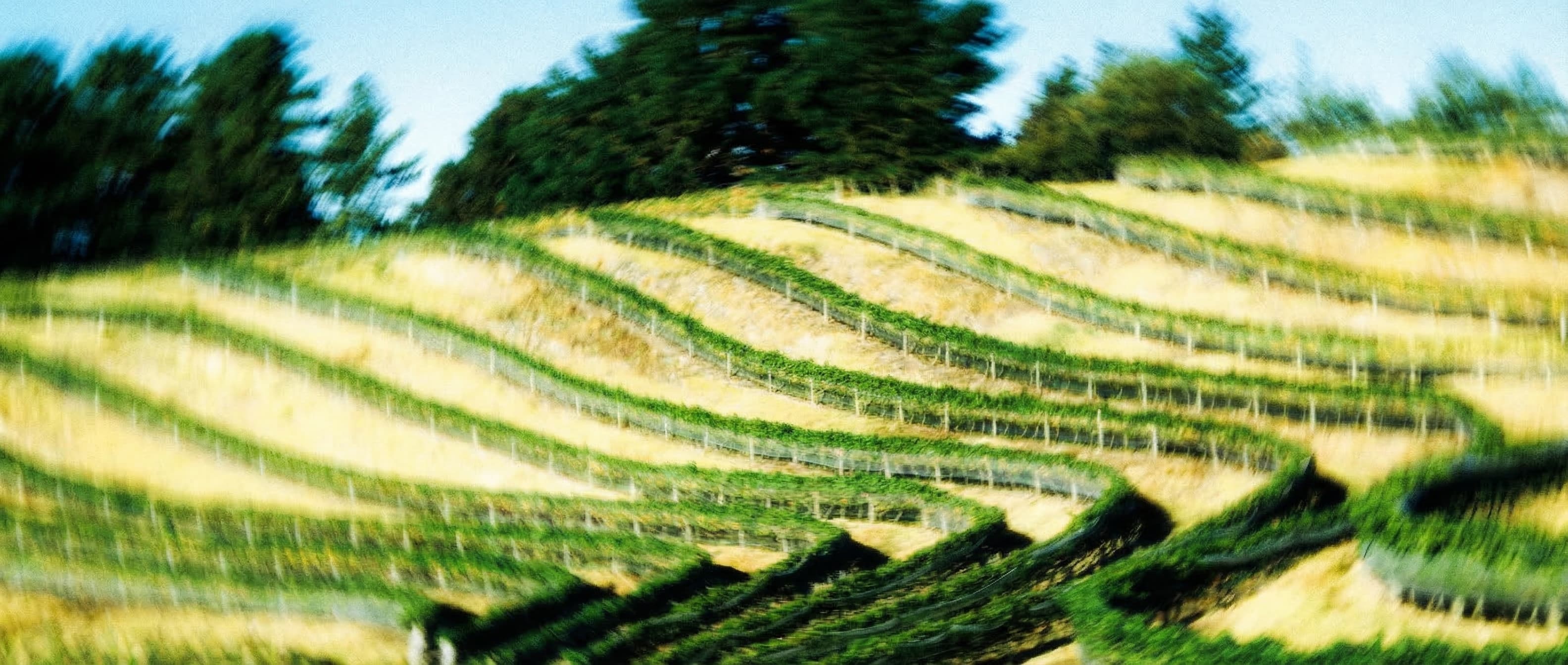Tukituki Valley vineyard